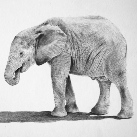 Dessin d'un éléphanteau au crayon graphite par Laurence Saunois, peintre animalier