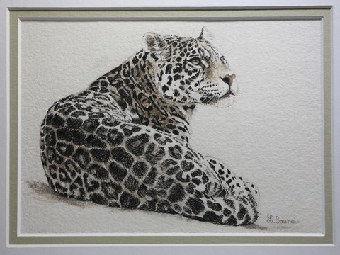 Dessin de Jaguar sur papier fait main, encadré, par la peintre animalier Laurence Saunois