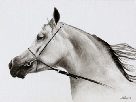 Dessin d'un portrait de pur sang arabe