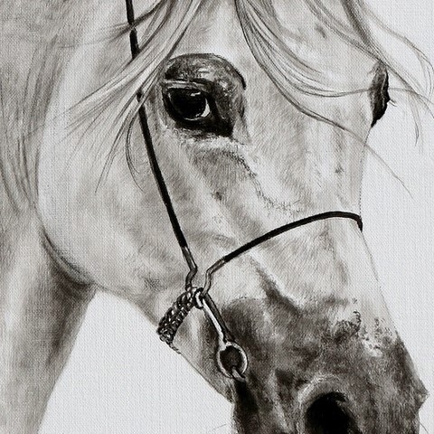 Arabian horse drawing - details - by Laurence Saunois, animal artist