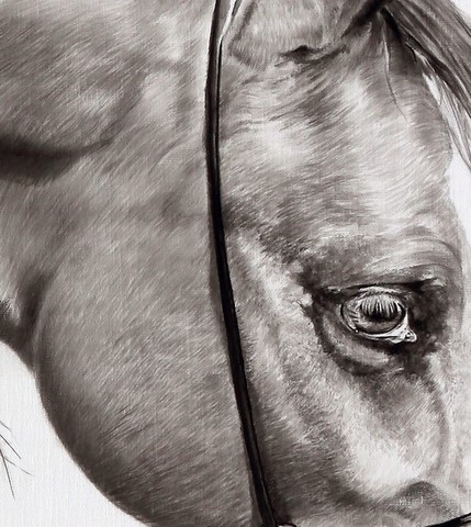 Arabian horse drawing - details - by Laurence Saunois, animal artist