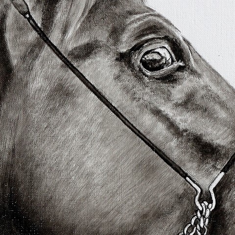 Arabian horse drawing - details - by Laurence Saunois, animal artist