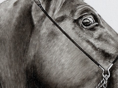Dessin (détails) de cheval PSA par Laurence Saunois, Artiste animalier