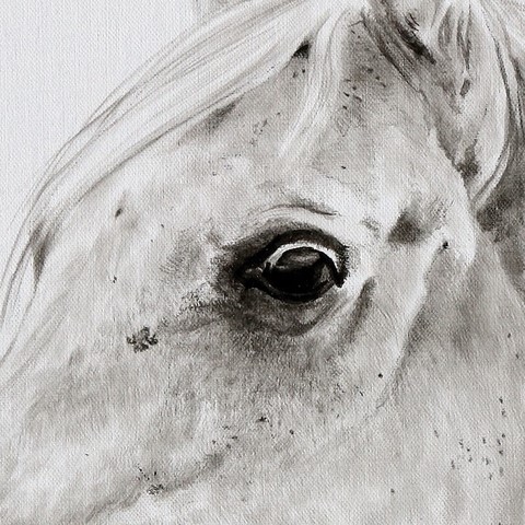 Arabian horse drawing - details - by Laurence Saunois, animal artist