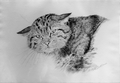 Dessin d'un chat sauvage par Laurence Saunois, artiste animalier