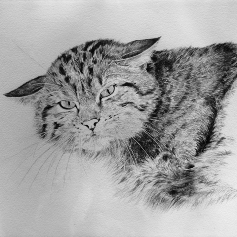  Drawing of a wildcat portrait in India ink by the wildlife artist Laurence Saunois