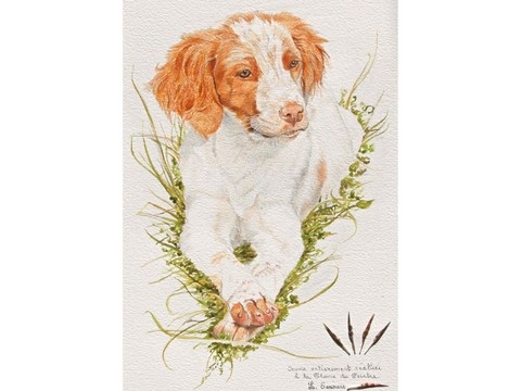 Drawing of a Brittany spaniel with woodcock feather : animal artist Laurence Saunois