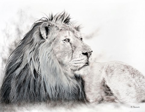 Drawing of Asian Lion by Laurence Saunois, animal artist by Laurence Saunois, animal artist
