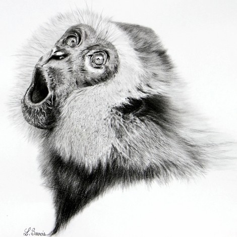 GIBBON “Charcoal drawing of a gibbon – wildlife artist Laurence Saunois