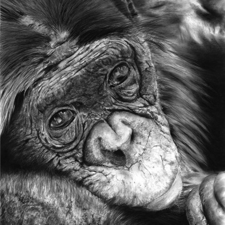 "TRISTESSE" Charcoal portrait drawing of a chimpanzee by wildlife artist Laurence Saunois