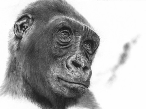 Dessin d'un portrait de jeune gorille à l'air pensif - artiste animalier Laurence Saunois