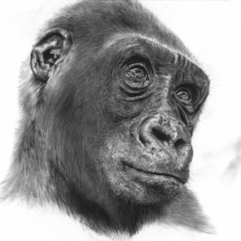 "PENSEES SECRETES" Charcoal portrait drawing of a gorilla with a beautiful, thoughtful gaze – wildlife artist Laurence Saunois
