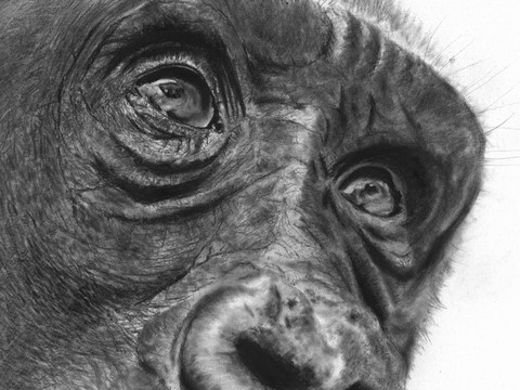 Dessin de gorille (details) par Laurence Saunois, Artiste peintre animalier
