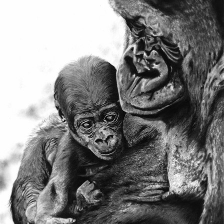 "HOPE AND TENDERNESS" Charcoal drawing of a gorilla holding its baby in its arms – wildlife artist Laurence Saunois