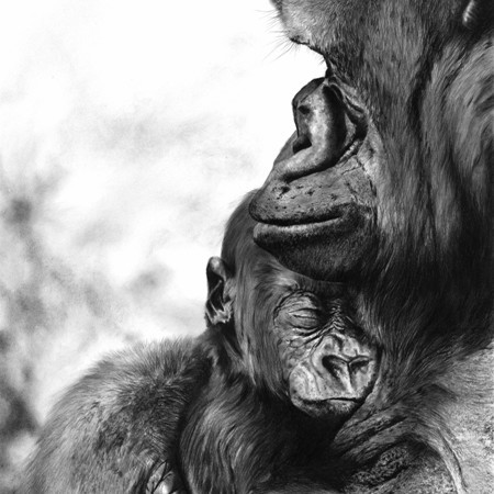 "I HAVE A DREAM" Charcoal drawing of a gorilla holding its sleeping baby in its arms – wildlife artist Laurence Saunois