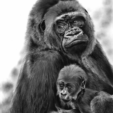 "REGARD SUR LE MONDE" Charcoal drawing of a female gorilla and her baby looking into the distance – wildlife artist Laurence Saunois