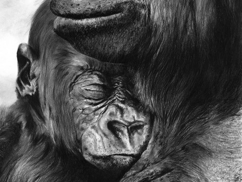 Dessin de gorilles (détails) par Laurence Saunois,  peintre animalier