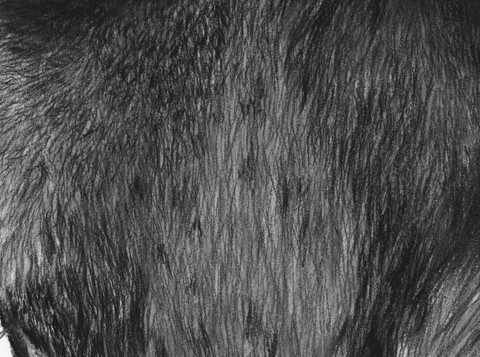 Dessin de gorilles (détails des poils) par Laurence Saunois,  peintre animalier