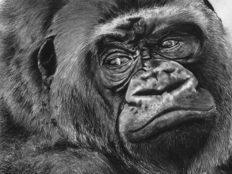 Dessin de gorilles (details) par Laurence Saunois, Artiste peintre animalier