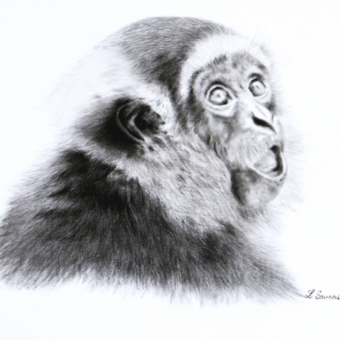 Charcoal drawing of a screaming gibbon – wildlife artist Laurence Saunois