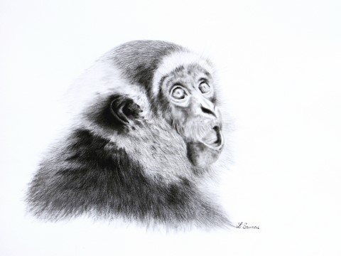 Dessin de gibbon : peintre animalier Laurence saunois