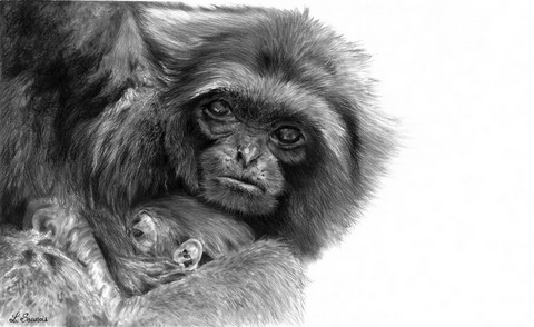 Dessin de gibbon et son petit : peintre animalier Laurence saunois
