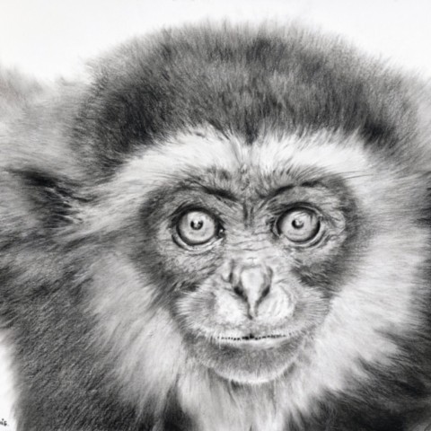“Charcoal drawing of a gibbon looking ahead – wildlife artist Laurence Saunois