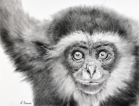 Dessin de gibbon : peintre animalier Laurence saunois