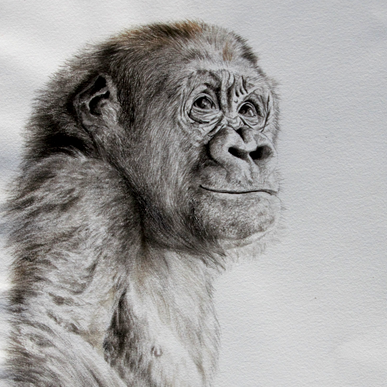 JEUNE GORILLE Ink drawing of a young gorilla – wildlife artist Laurence Saunois
