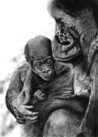 Dessin de gorilles par Laurence Saunois, Artiste animalier
