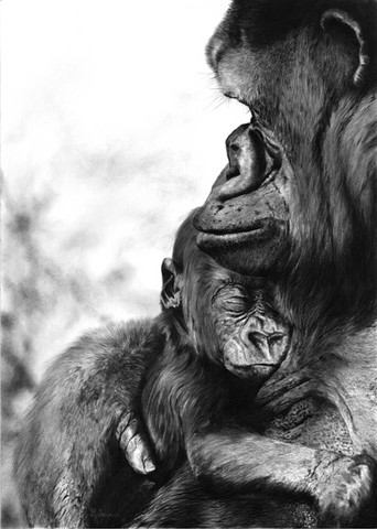 Dessin de gorille par Laurence Saunois, Artiste animalier
