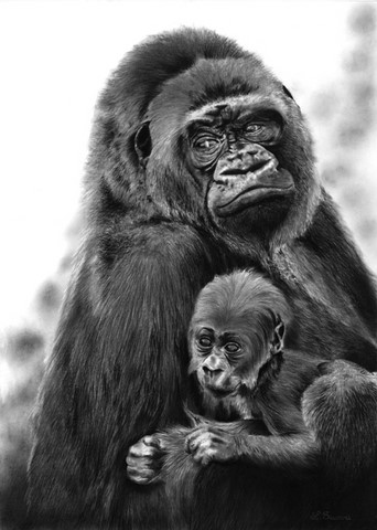 Drawing of gorillas by Laurence Saunois, Animal Artist