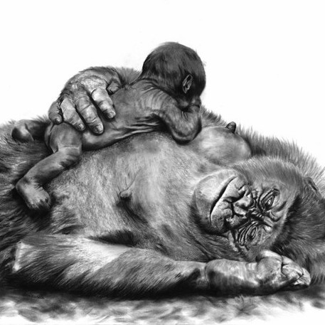 "MY BABY , MY LOVE" Charcoal drawing of a gorilla with its baby resting on its chest – wildlife artist Laurence Saunois