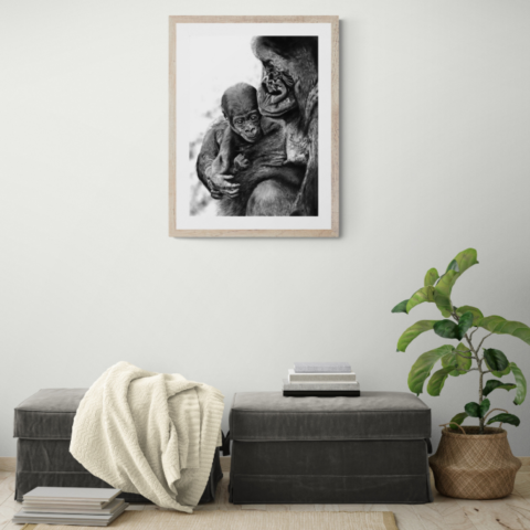 AVAILABILITY Charcoal artwork of a gorilla and its baby displayed in a living room above floor cushions – wildlife artist Laurence Saunois