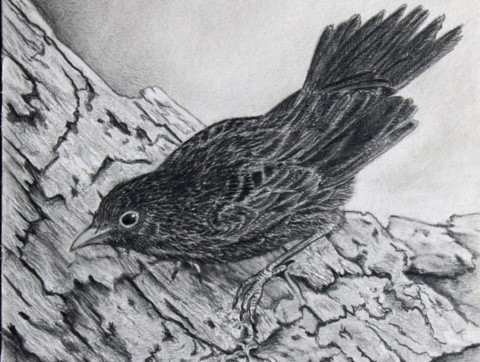 Dessin d'un jeune merle noir sur une branche de noyer