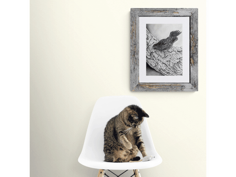 Dessin de jeune merle avec un chat : peintre animalier Laurence Saunois