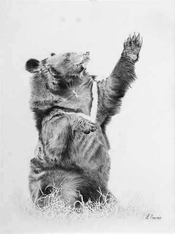 Dessin d'un ours lune au crayon de Laurence Saunois, artiste animalier