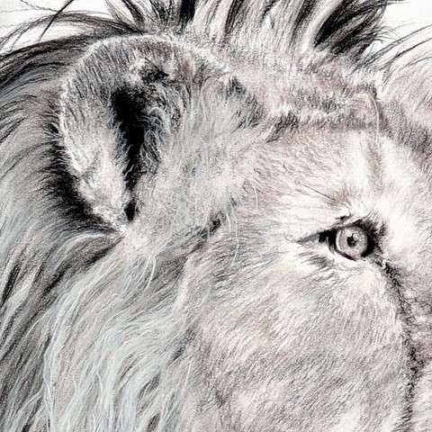 Dessin d'un lion d'Asie (détails) Laurence Saunois, artiste animalier
