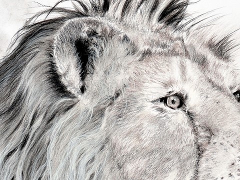 Dessin d'un lion d'Asie (détails) par Laurence Saunois, peintre animalier