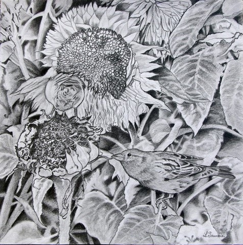 Dessin de moineaux dans les tournesols par l'artiste Laurence Saunois, peintre animalier