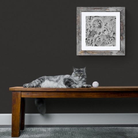 Dessin de moineaux encadré avec un chat couché sur un banc