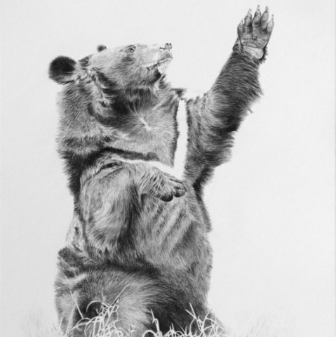 Dessin d'un moon bear levant la patte par Laurence Saunois, peintre animalier