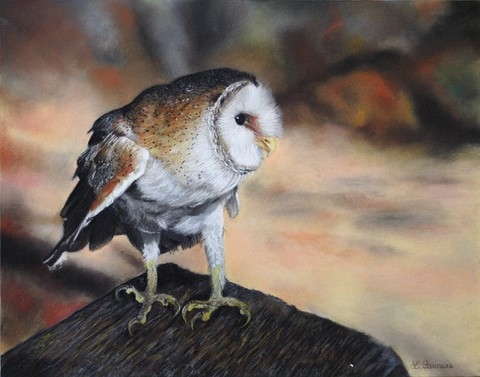 Pastels Secs de chouette par Laurence Saunois, artiste peintre animalier