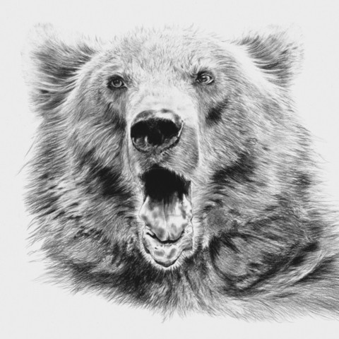 Dessin d'un portrait d'ours des Pyrénées par Laurence Saunois