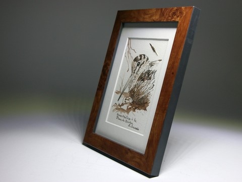 Woodcock drawn with a woodcock's feather by Laurence Saunois, animal artist (pp19)