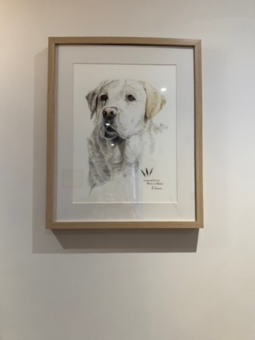 Dessin plume du peintre labrador retreiver encadré au mur