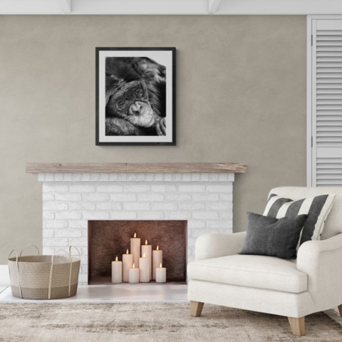 AVAILABILITY Charcoal drawing of a chimpanzee displayed in a living room above a fireplace – wildlife artist Laurence Saunois