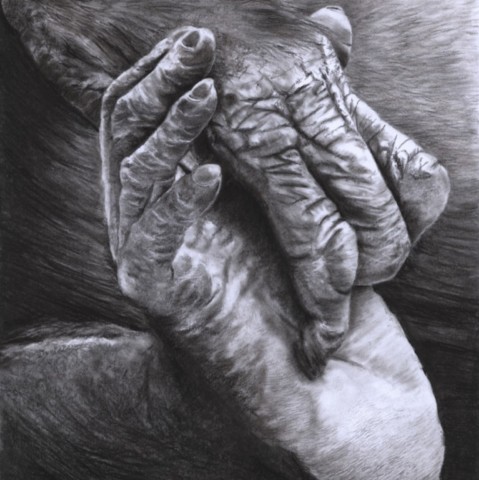 "MAIN et PIED DE BONOBO" Charcoal drawing of a bonobo foot and hand – wildlife artist Laurence Saunois