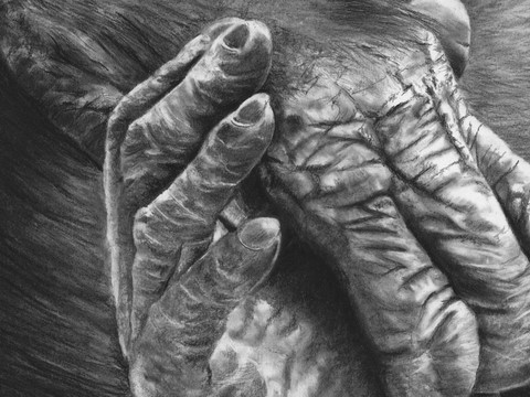 Dessin de pied et main de bonobo (détails) par la peintre animalier Laurence Saunois