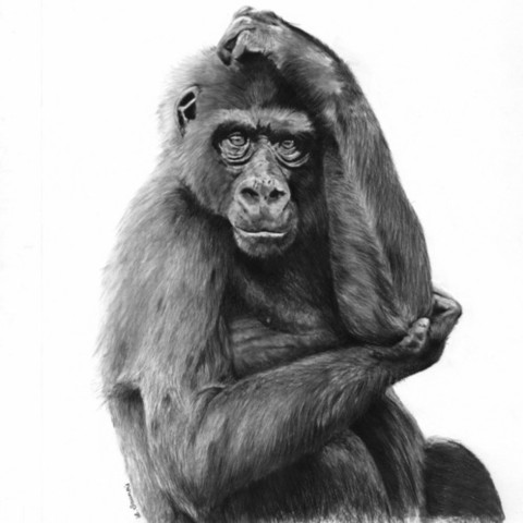 "REFLEXION" “Charcoal portrait drawing of a young gorilla – wildlife artist Laurence Saunois”